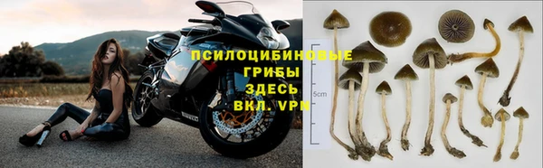 крисы Абаза